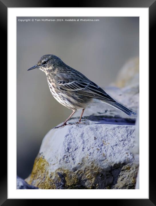 Rock pipit (Anthus petrosus) Framed Mounted Print by Tom McPherson