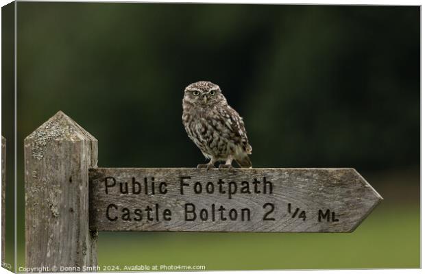 Looking for Castle Bolton Canvas Print by Donna Smith