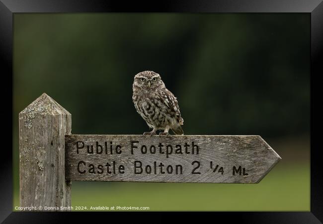 Looking for Castle Bolton Framed Print by Donna Smith