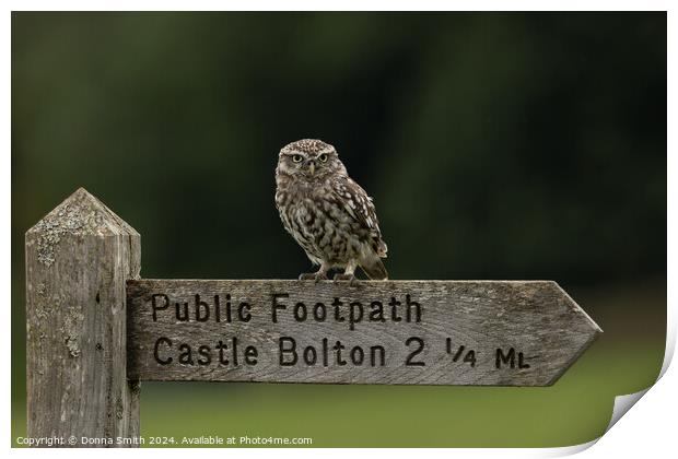 Looking for Castle Bolton Print by Donna Smith