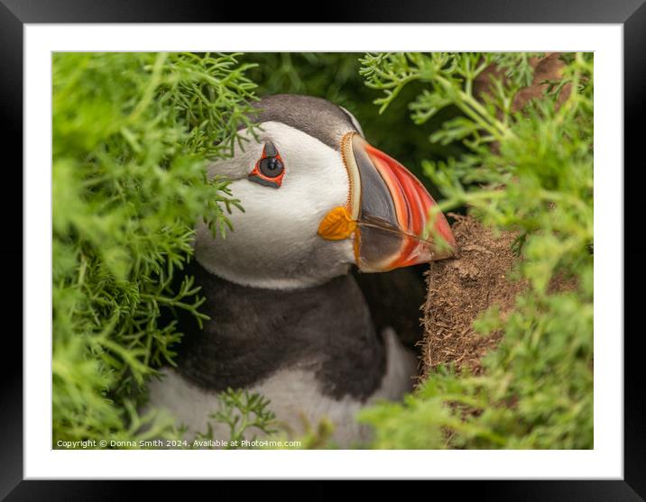 Nesting Puffin on Skomer Island Framed Mounted Print by Donna Smith
