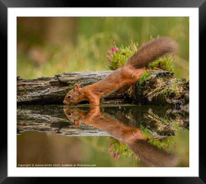 Thirsty Red Squirrel Framed Mounted Print by Donna Smith