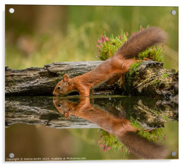Thirsty Red Squirrel Acrylic by Donna Smith