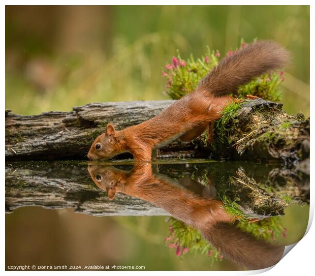 Thirsty Red Squirrel Print by Donna Smith