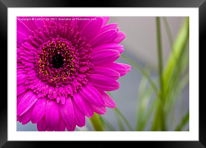 Gerbera Framed Mounted Print by Cathy Pyle