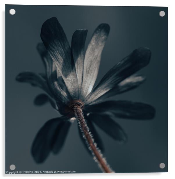 The Deliciously Dark Flower Acrylic by Imladris 