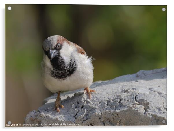 The Vengeful Sparrow Acrylic by anurag gupta