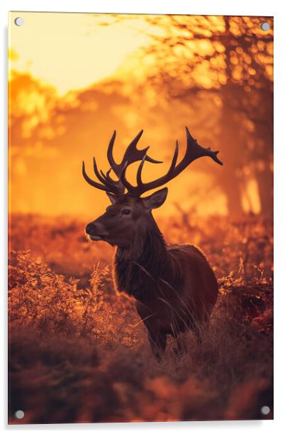 Red Stag Acrylic by Picture Wizard