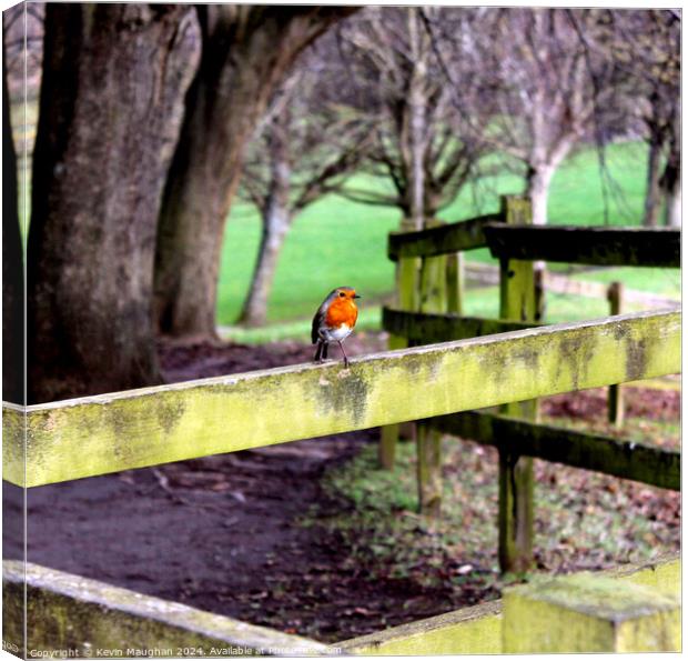 A Lonely Robin Canvas Print by Kevin Maughan