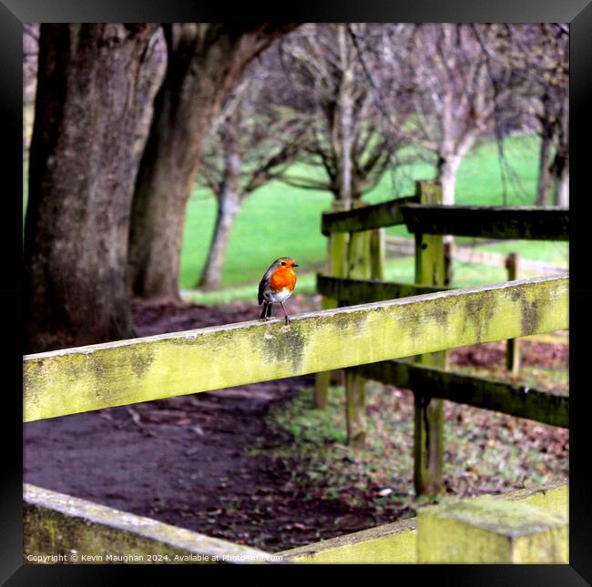 A Lonely Robin Framed Print by Kevin Maughan