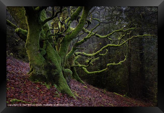 Trees covered in bright green moss on a woodland slope. Framed Print by Paul Edney