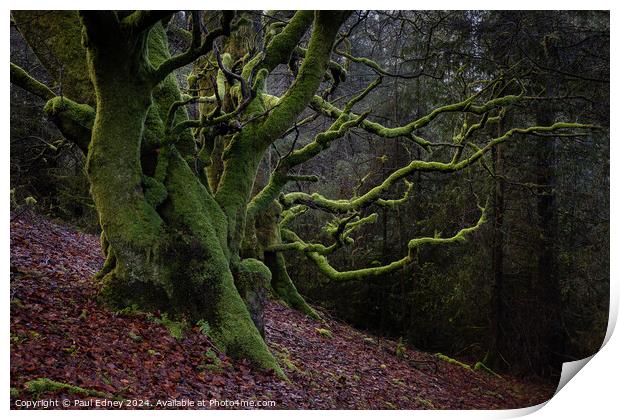 Trees covered in bright green moss on a woodland slope. Print by Paul Edney