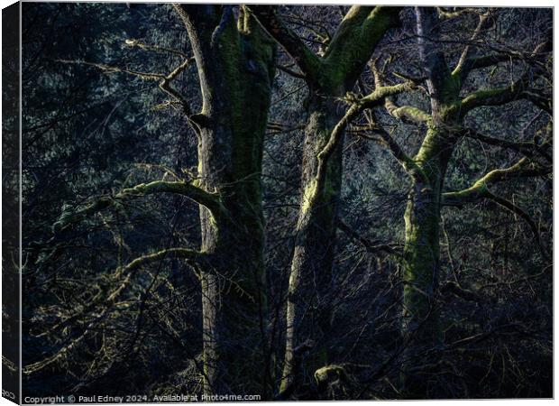 Sunlight on three bare trees Canvas Print by Paul Edney