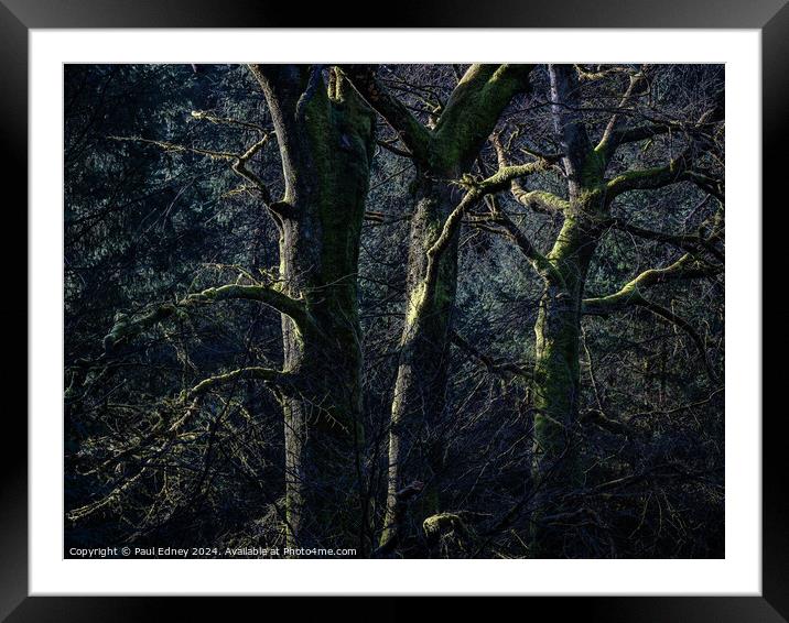 Sunlight on three bare trees Framed Mounted Print by Paul Edney