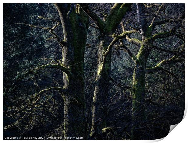 Sunlight on three bare trees Print by Paul Edney