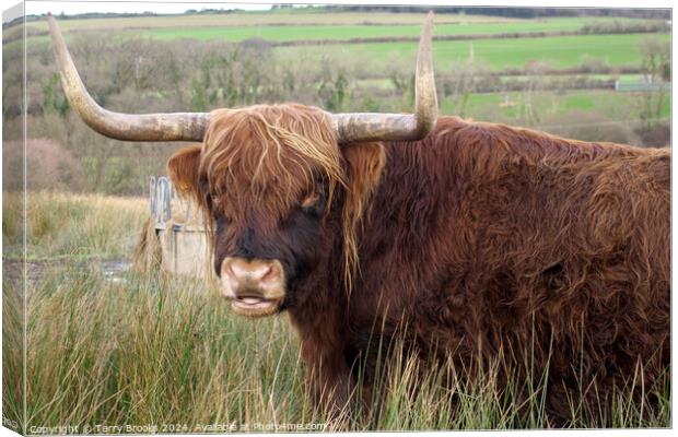 Highland Cow Canvas Print by Terry Brooks