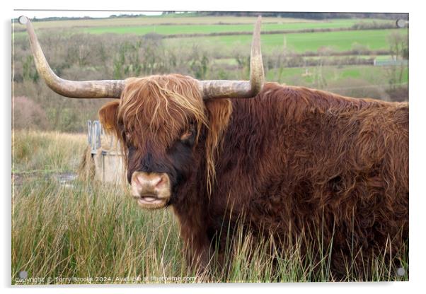 Highland Cow Acrylic by Terry Brooks