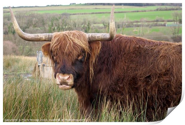 Highland Cow Print by Terry Brooks