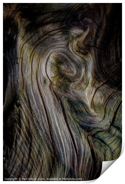 Curves in driftwood on Ynyslas Beach, Wales Print by Paul Edney