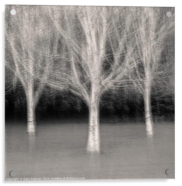 Three Trees Acrylic by Dave Bowman