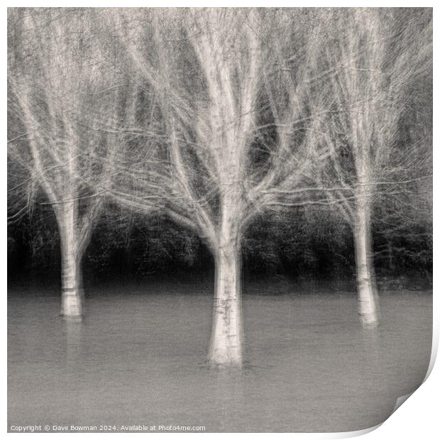 Three Trees Print by Dave Bowman