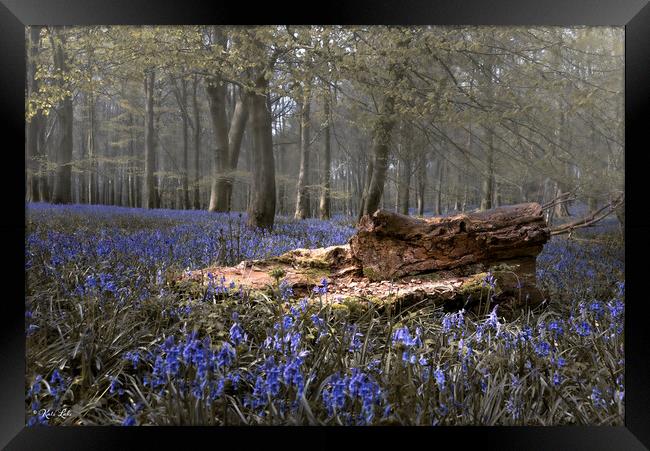 Bluebells and Fallen Tree Trunk Framed Print by Kate Lake