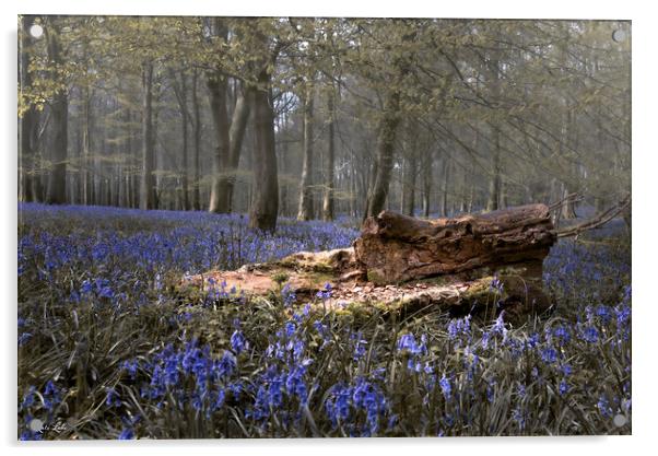 Bluebells and Fallen Tree Trunk Acrylic by Kate Lake