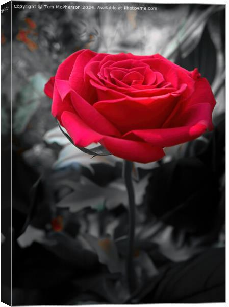 Red Rose Canvas Print by Tom McPherson