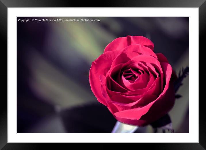 Red Rose Framed Mounted Print by Tom McPherson