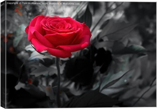 Red Rose Canvas Print by Tom McPherson