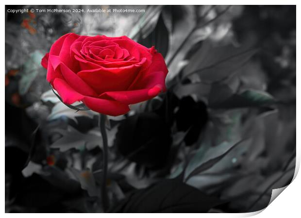 Red Rose Print by Tom McPherson