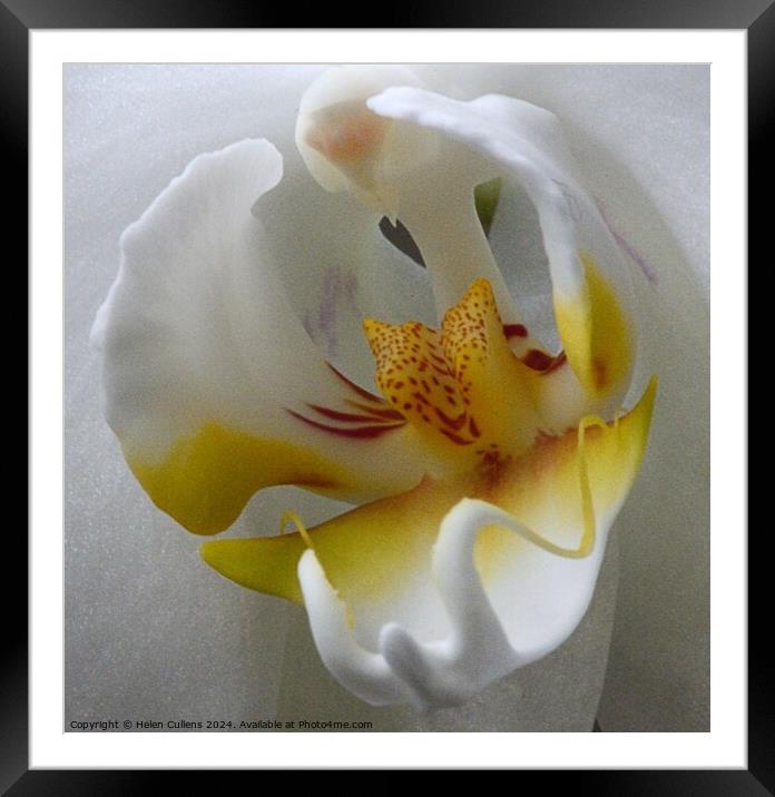 orchid close-up Framed Mounted Print by Helen Cullens