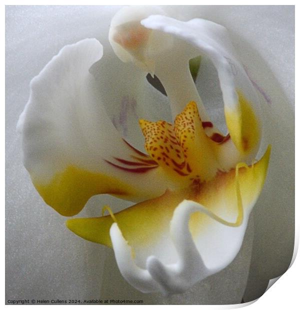 orchid close-up Print by Helen Cullens