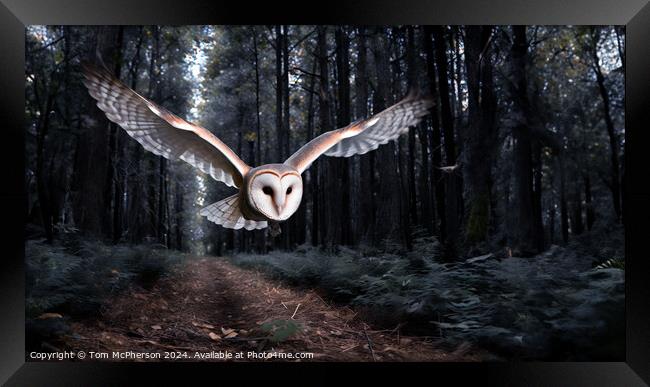 Barn Owl in Flight Framed Print by Tom McPherson