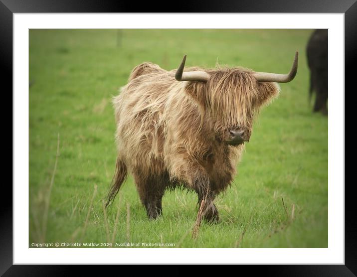 A cow standing on top of a lush green field Framed Mounted Print by Charlotte Watlow