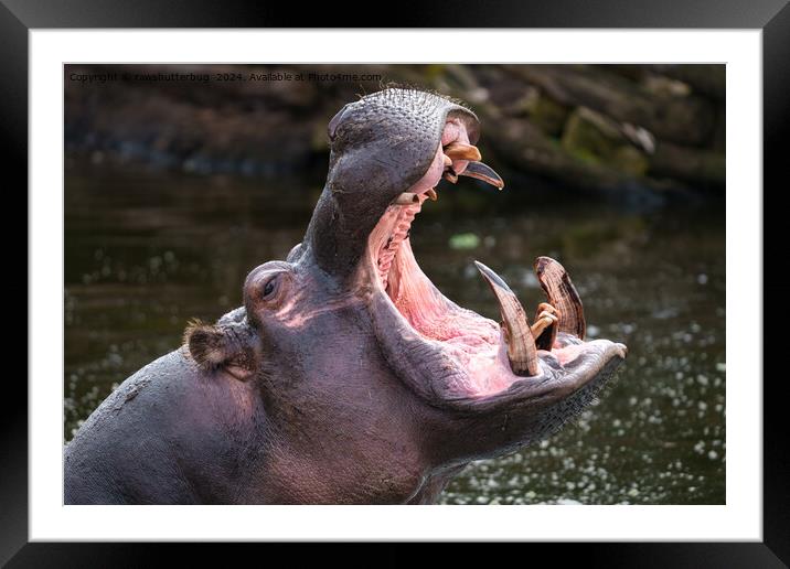 Hippo's Massive Jaws Framed Mounted Print by rawshutterbug 