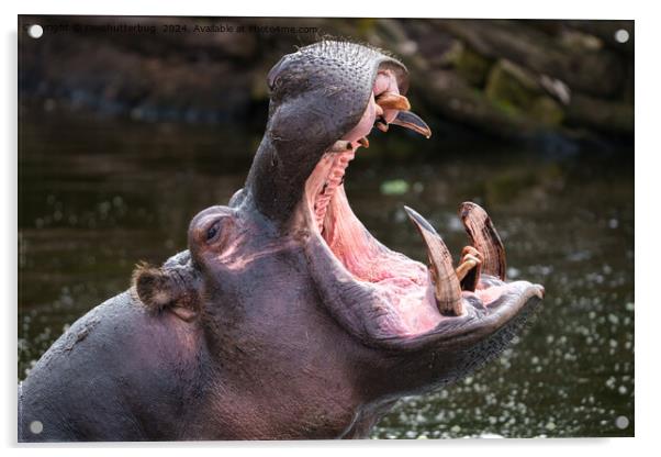Hippo's Massive Jaws Acrylic by rawshutterbug 