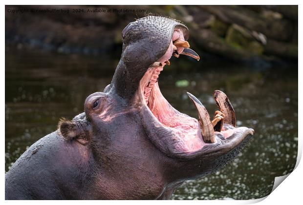 Hippo's Massive Jaws Print by rawshutterbug 