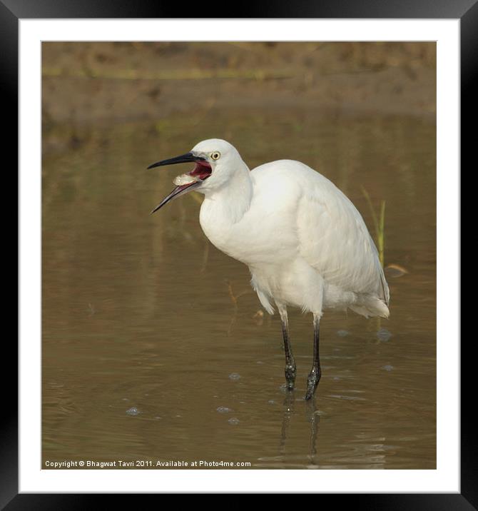 Little Egret swallowing fish Framed Mounted Print by Bhagwat Tavri