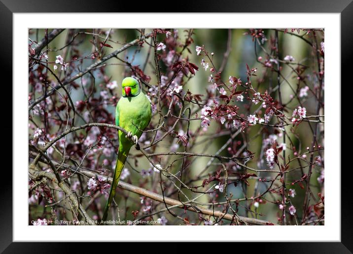 Parakeet in Tree Framed Mounted Print by Tony Davis