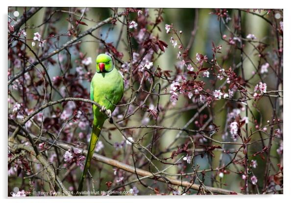 Parakeet in Tree Acrylic by Tony Davis