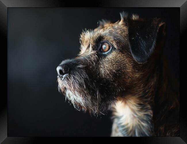 Border Terrier Portrait Framed Print by K9 Art