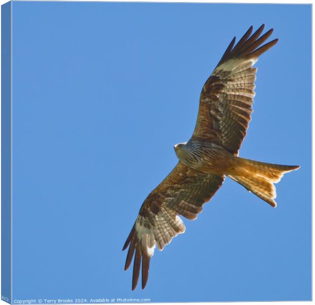 Red Kite in Flight Canvas Print by Terry Brooks