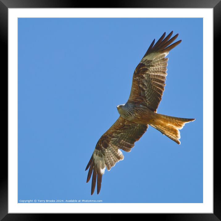 Red Kite in Flight Framed Mounted Print by Terry Brooks