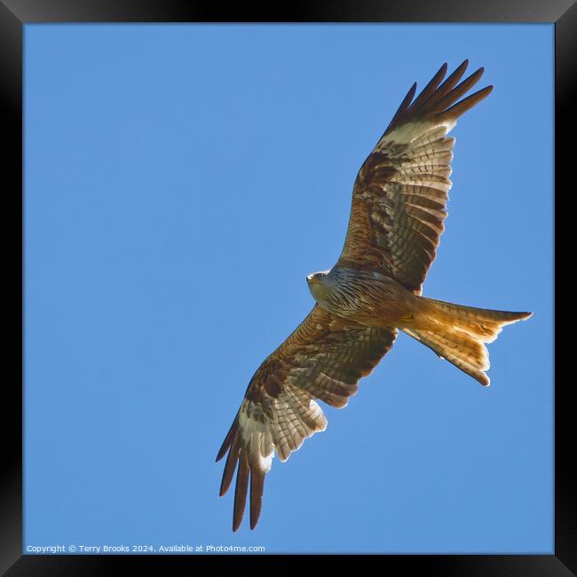 Red Kite in Flight Framed Print by Terry Brooks