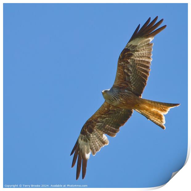 Red Kite in Flight Print by Terry Brooks