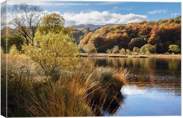 Llyn Geirionydd lake Snowdonia Wales Canvas Print by Pearl Bucknall