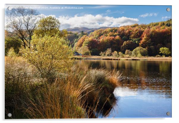 Llyn Geirionydd lake Snowdonia Wales Acrylic by Pearl Bucknall