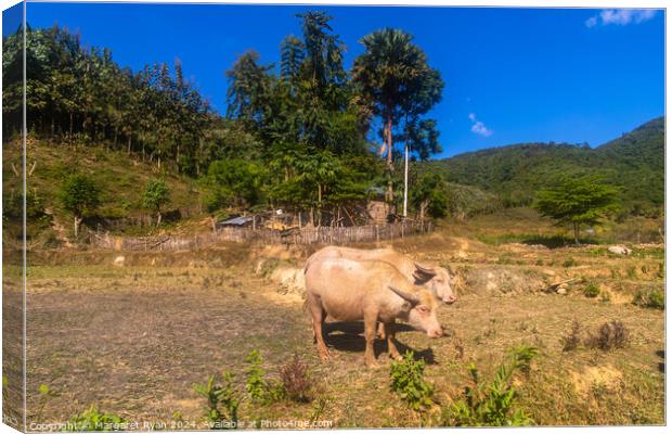 Livestock Farming in Laos Canvas Print by Margaret Ryan