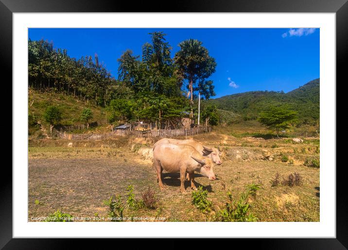 Livestock Farming in Laos Framed Mounted Print by Margaret Ryan